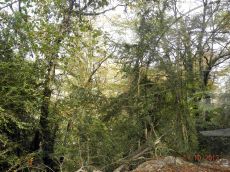 Buxus-colchica_массив